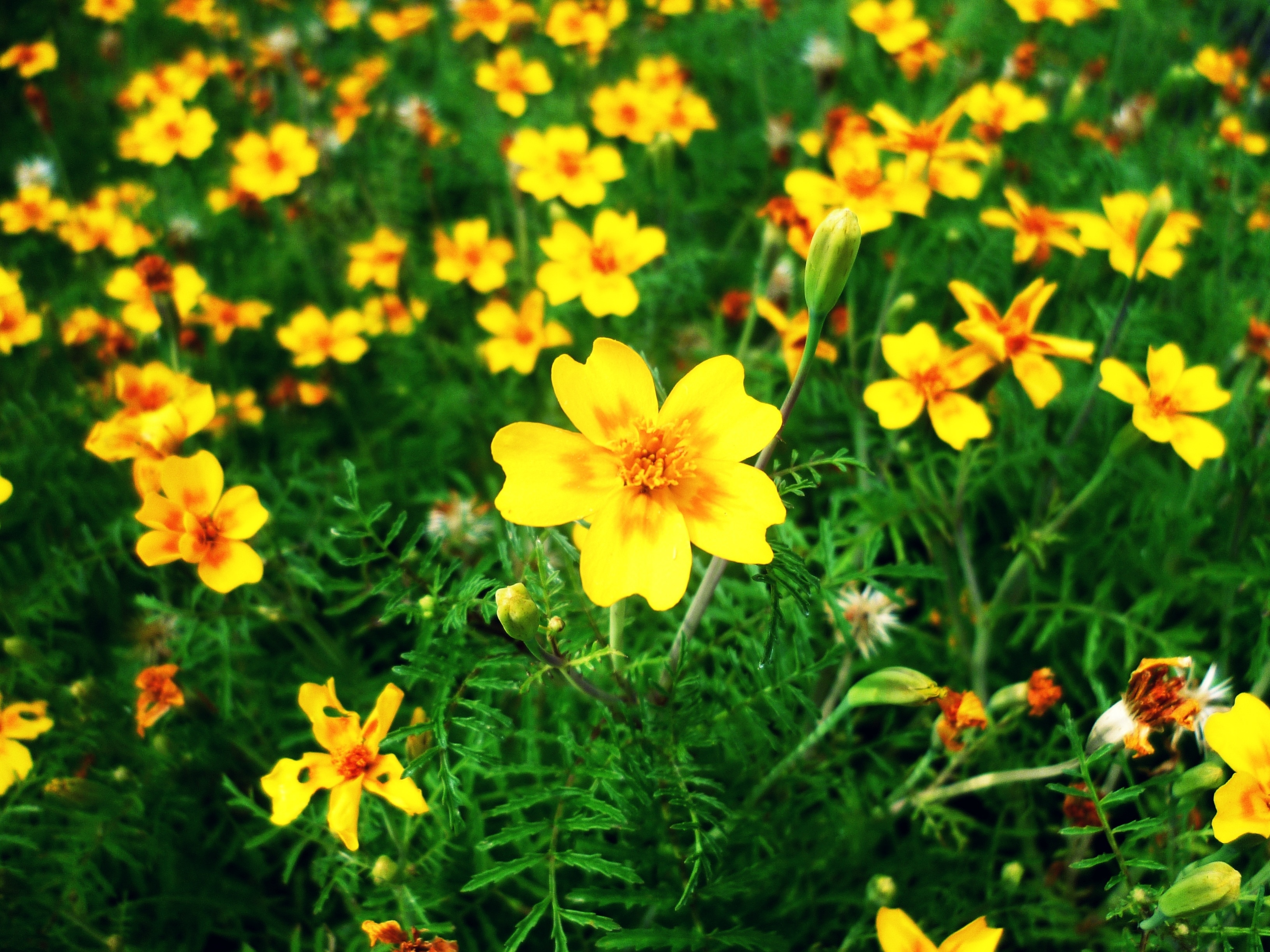 yellow petal cluster flower