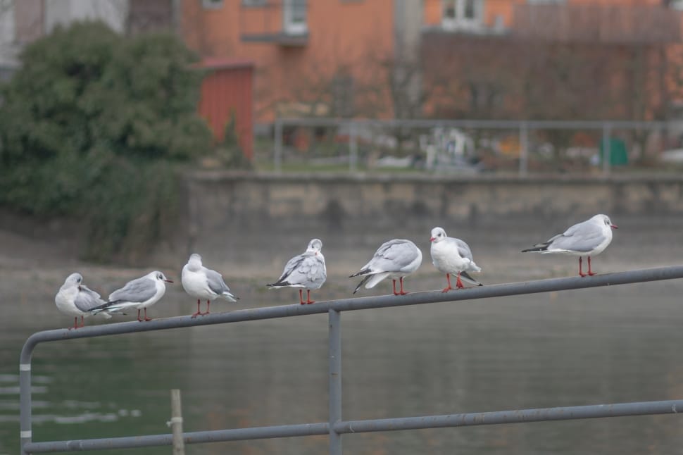 flock of little gulls preview