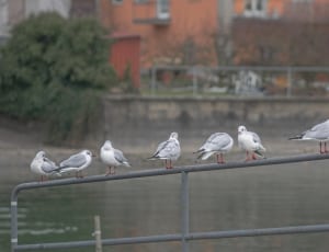 flock of little gulls thumbnail