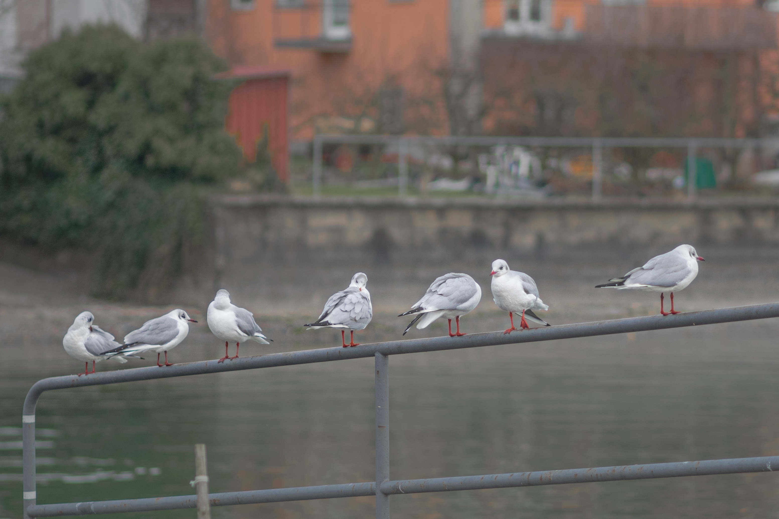 flock of little gulls