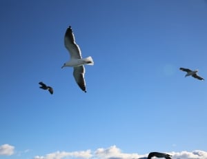 3 seagulls thumbnail