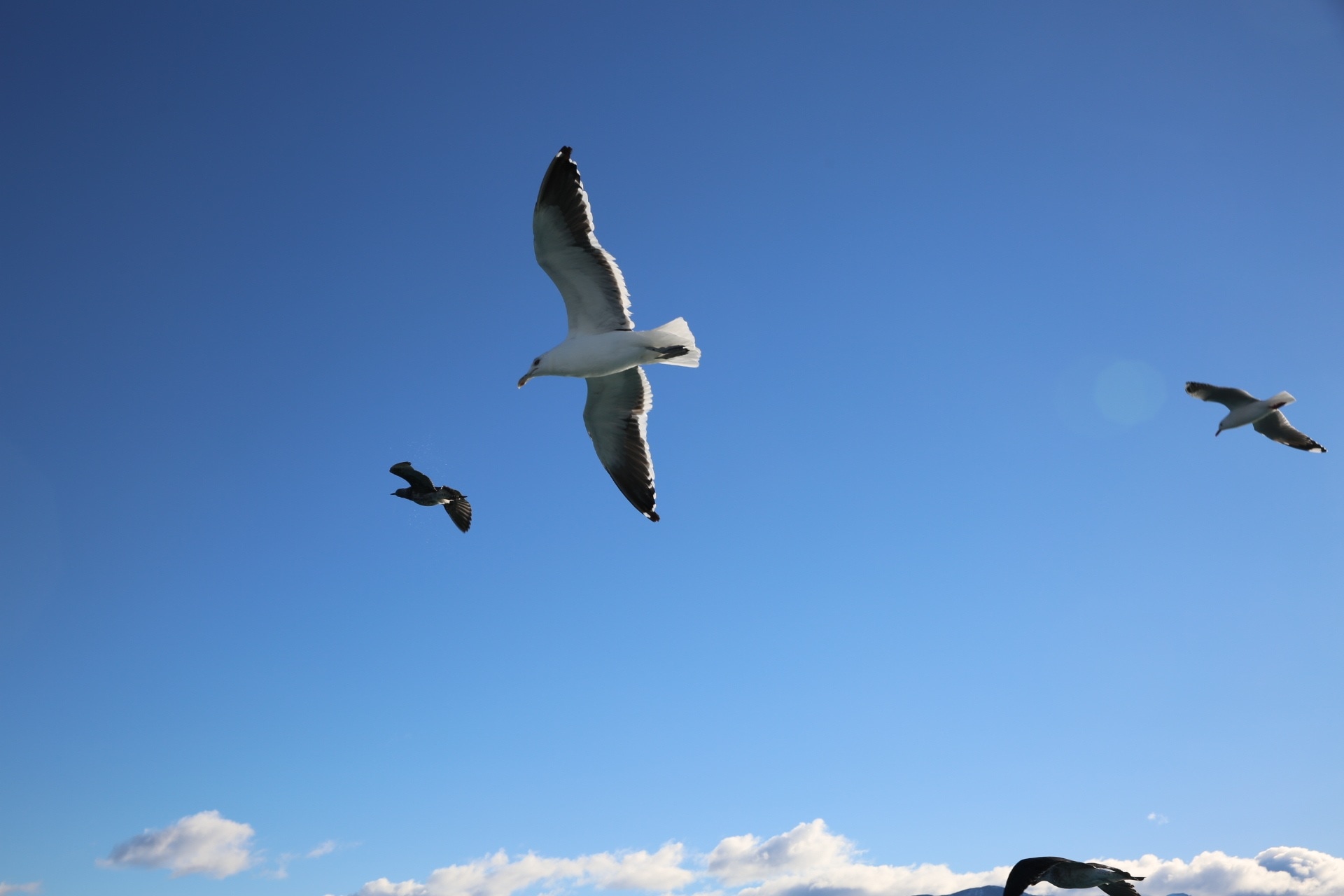 3 seagulls