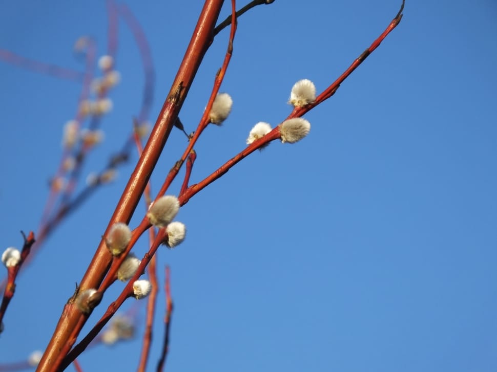white flower bud preview