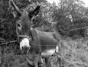 gray and white donkey thumbnail
