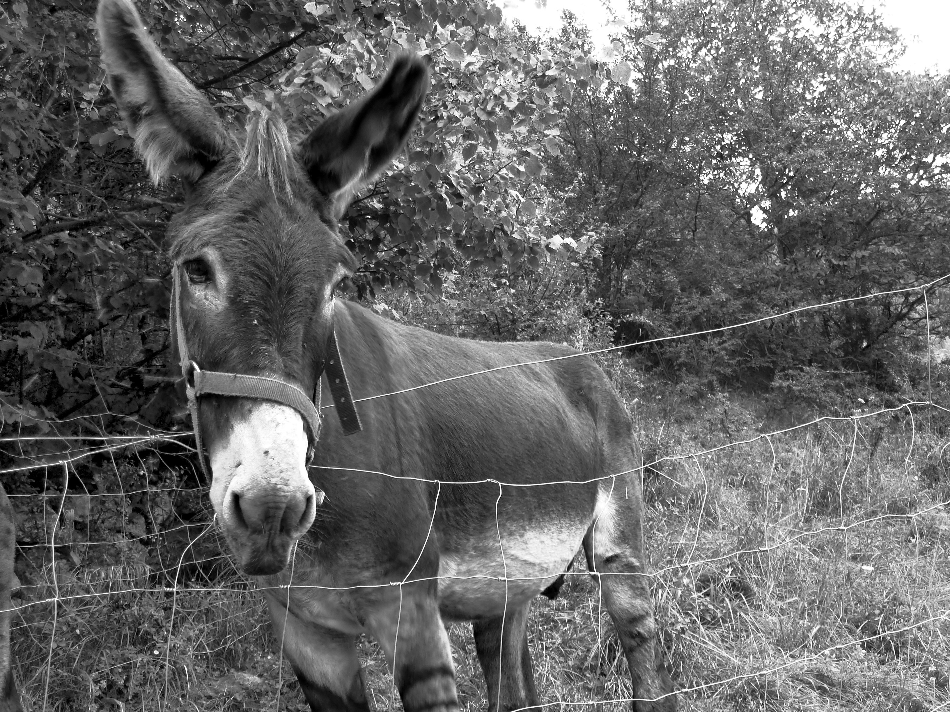 gray and white donkey