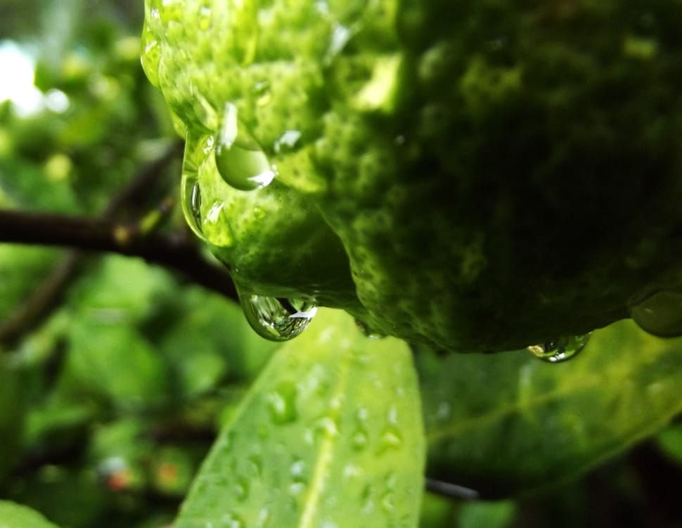 green plant with rain droplets preview