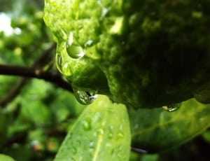 green plant with rain droplets thumbnail