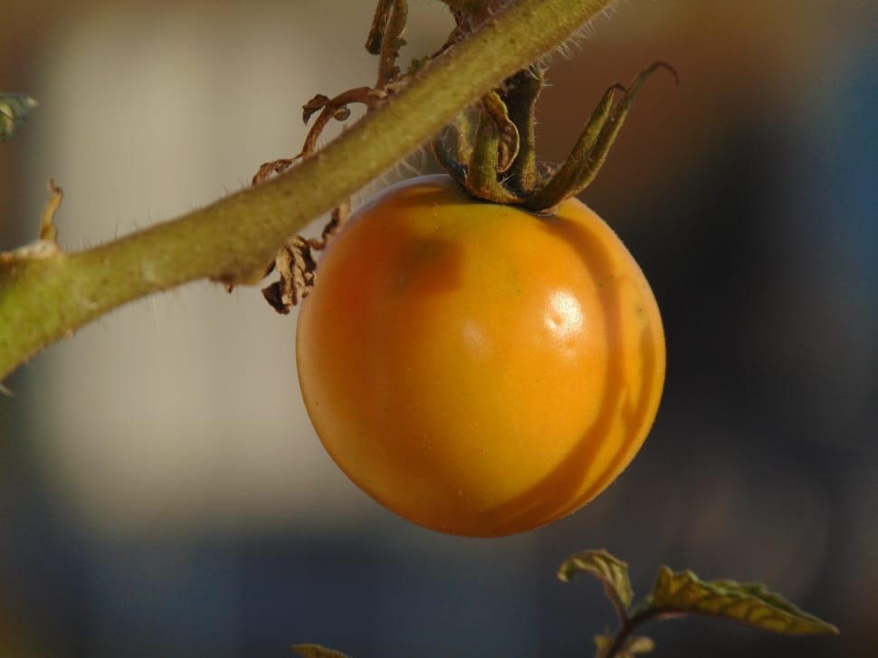 orange tomato preview