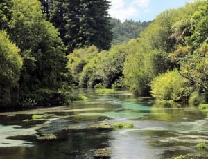 river between green trees thumbnail