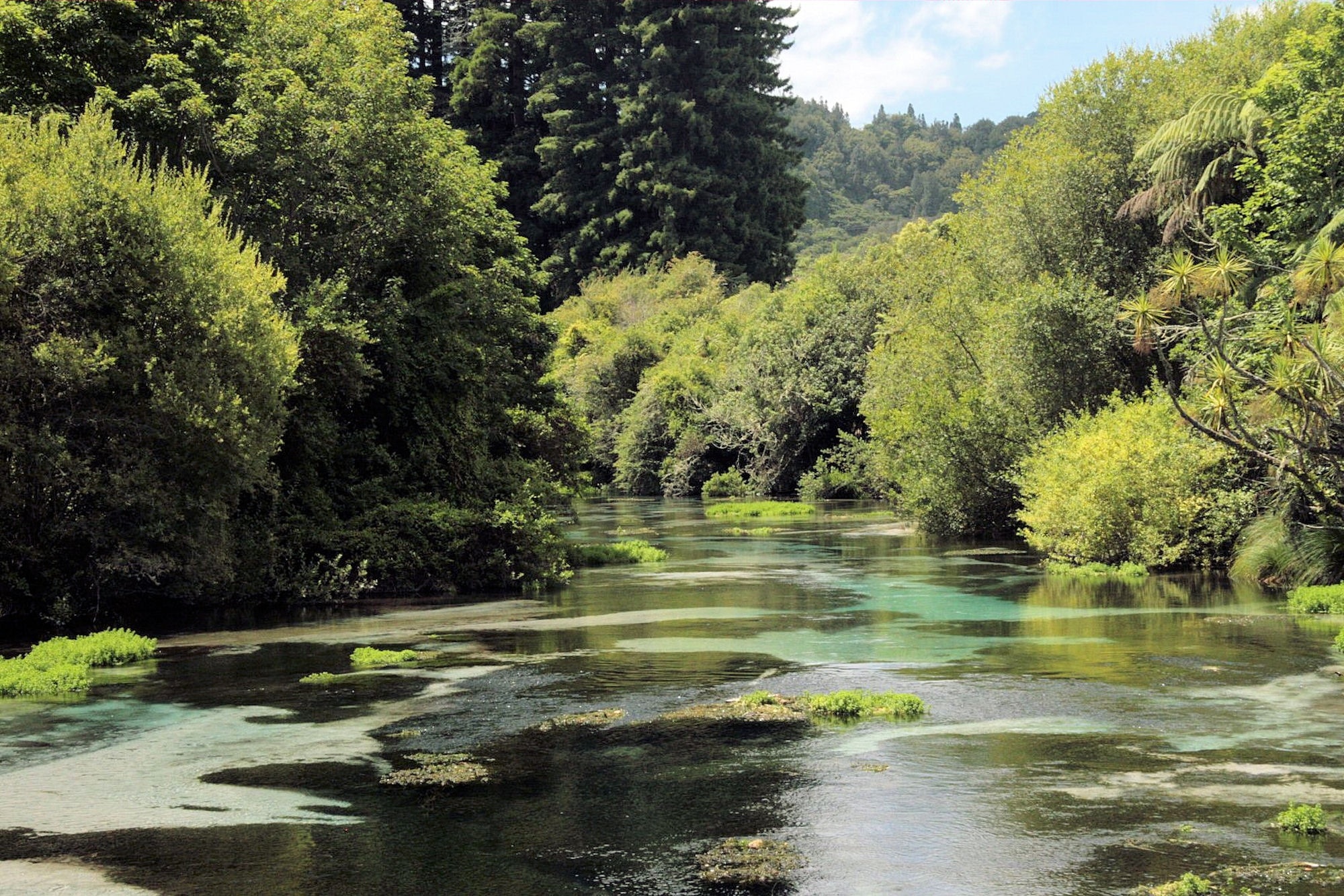 river between green trees