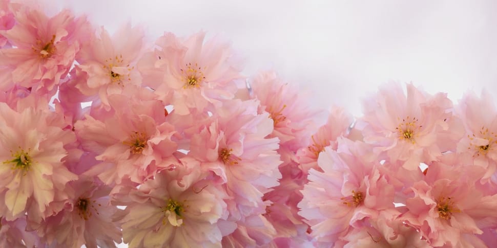 pink flowers preview