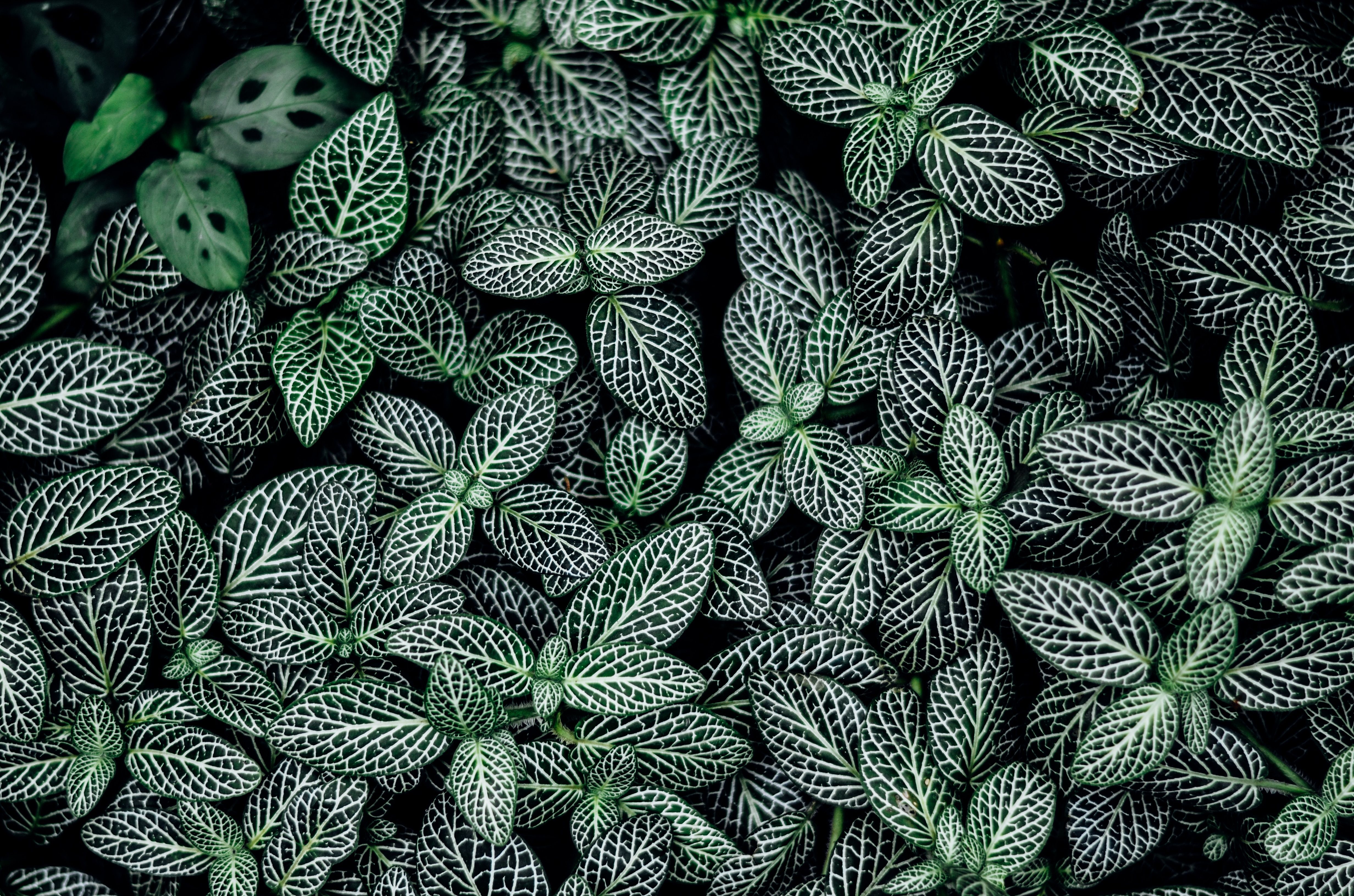 close up photography of green leaves during day time