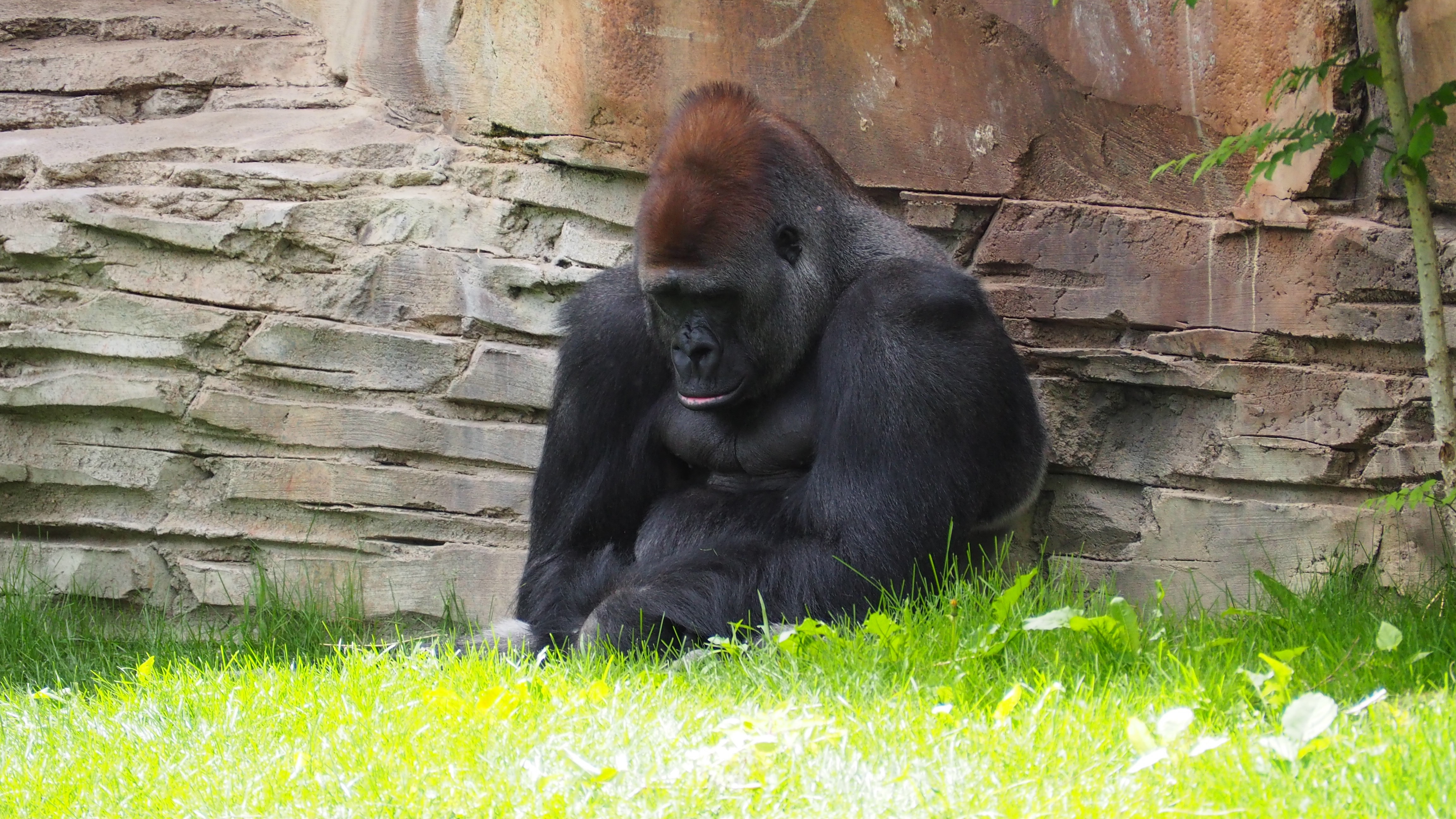 black coated gorilla