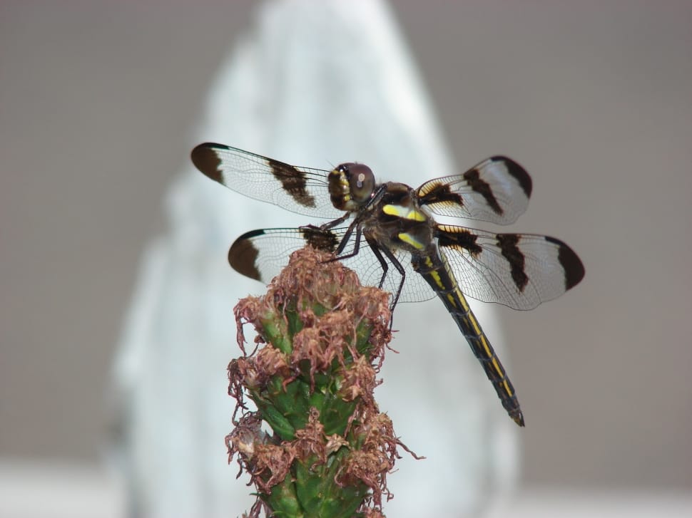 black and yellow dragonfly preview