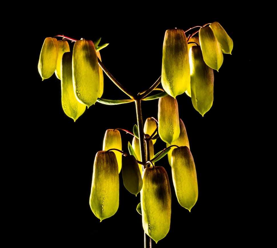 yellow plant preview