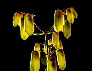 yellow plant thumbnail