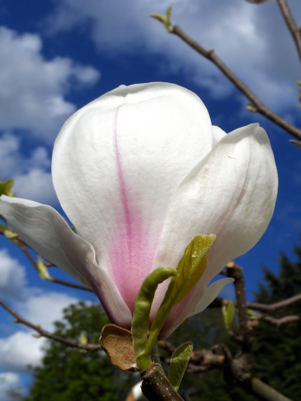 white petal flower plant preview