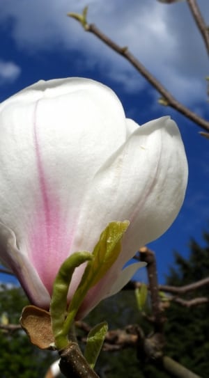 white petal flower plant thumbnail