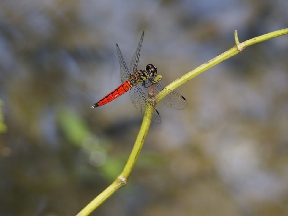 red and green dragonfly preview