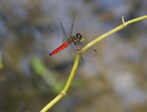 red and green dragonfly thumbnail