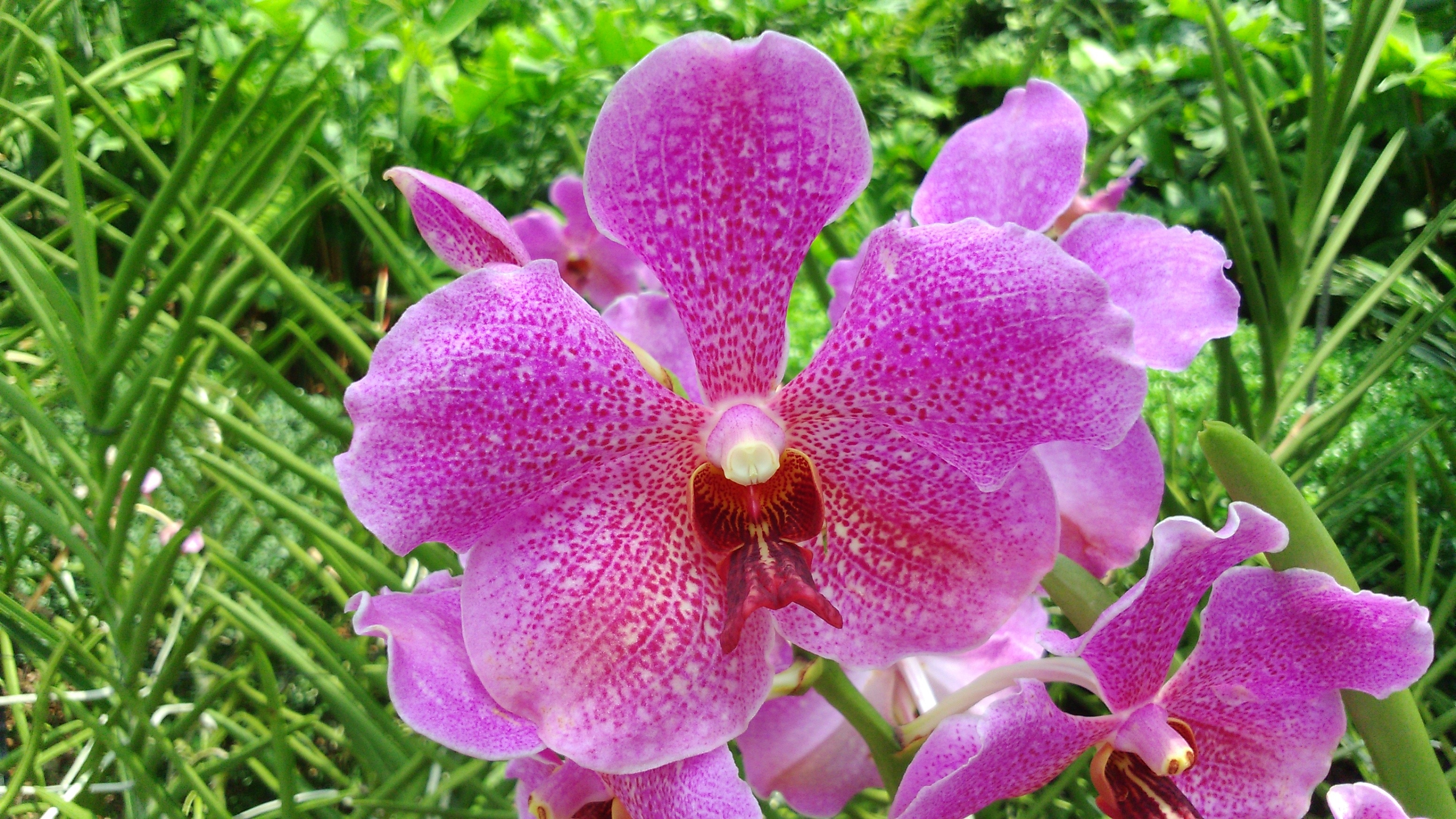 pink moth orchid