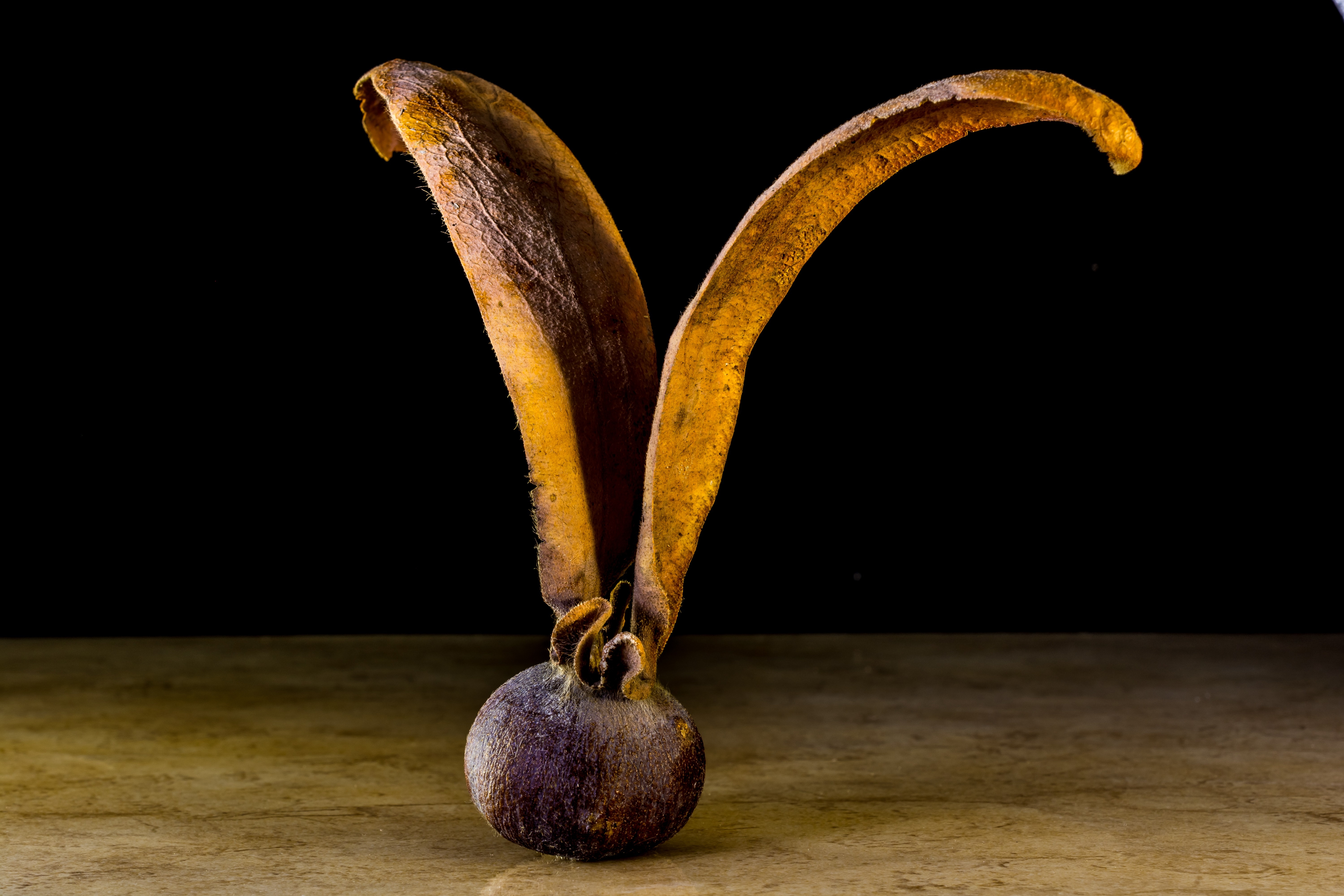 brown and purple round fruit