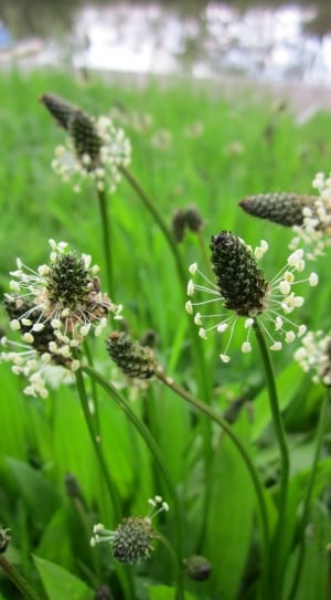 white-and-green petaled flowers thumbnail