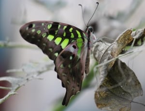gray green and black butterfly thumbnail