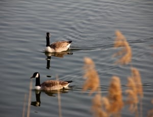 2 brown and black ducks thumbnail