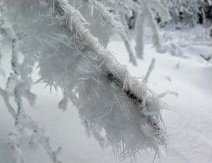snow covered tree branch thumbnail