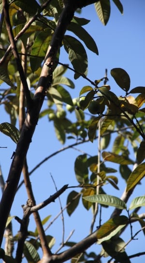 guava tree thumbnail