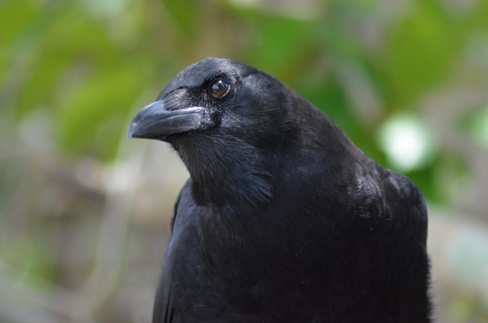 crow bird preview