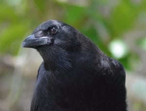 crow bird thumbnail