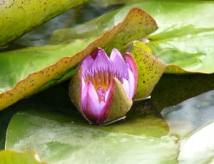 green and purple water lily thumbnail