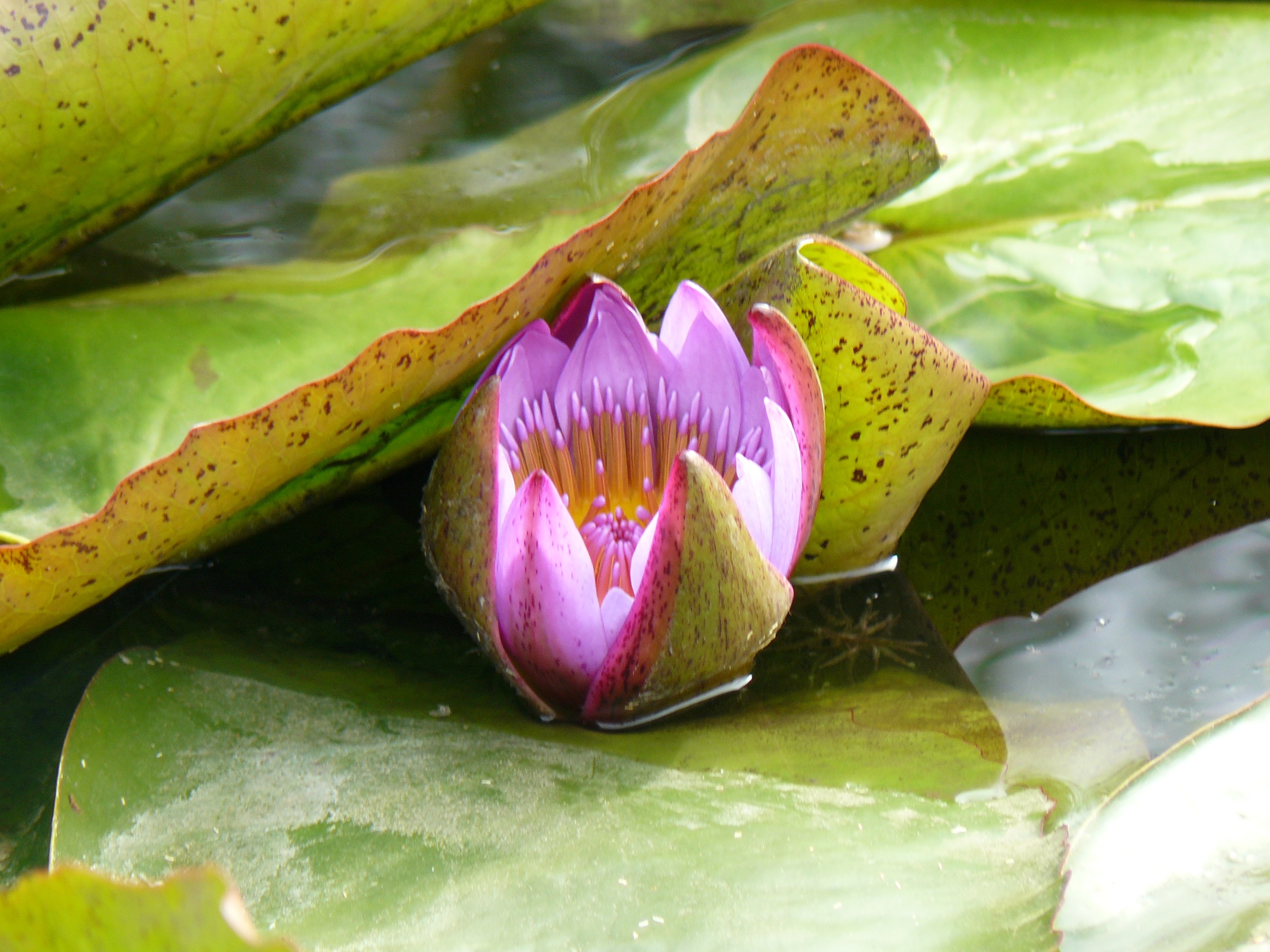 green and purple water lily