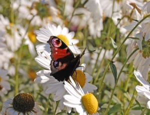 black red and brown butterfly thumbnail