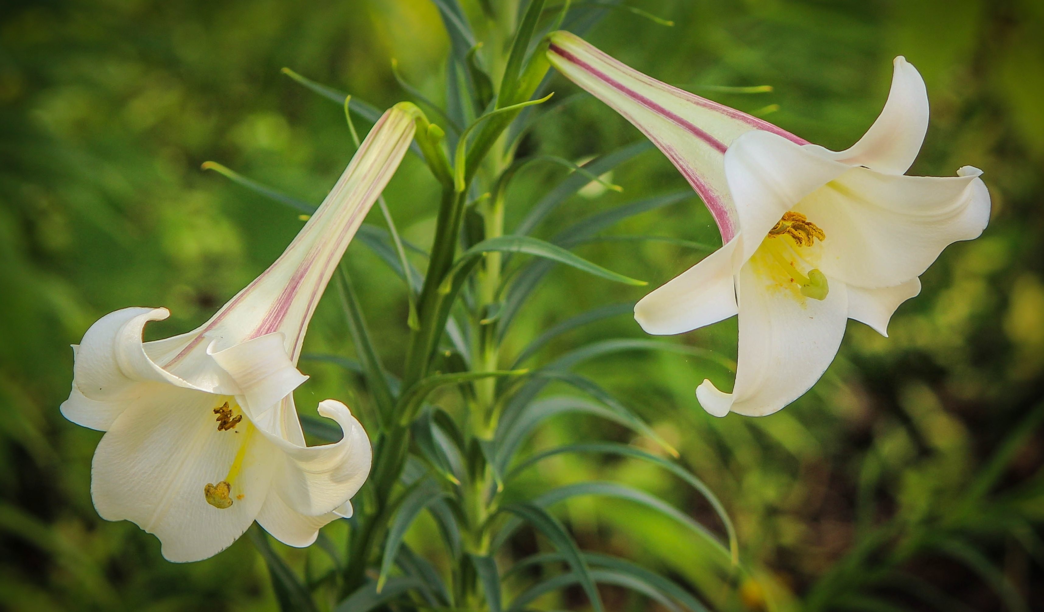 beige petunia flower