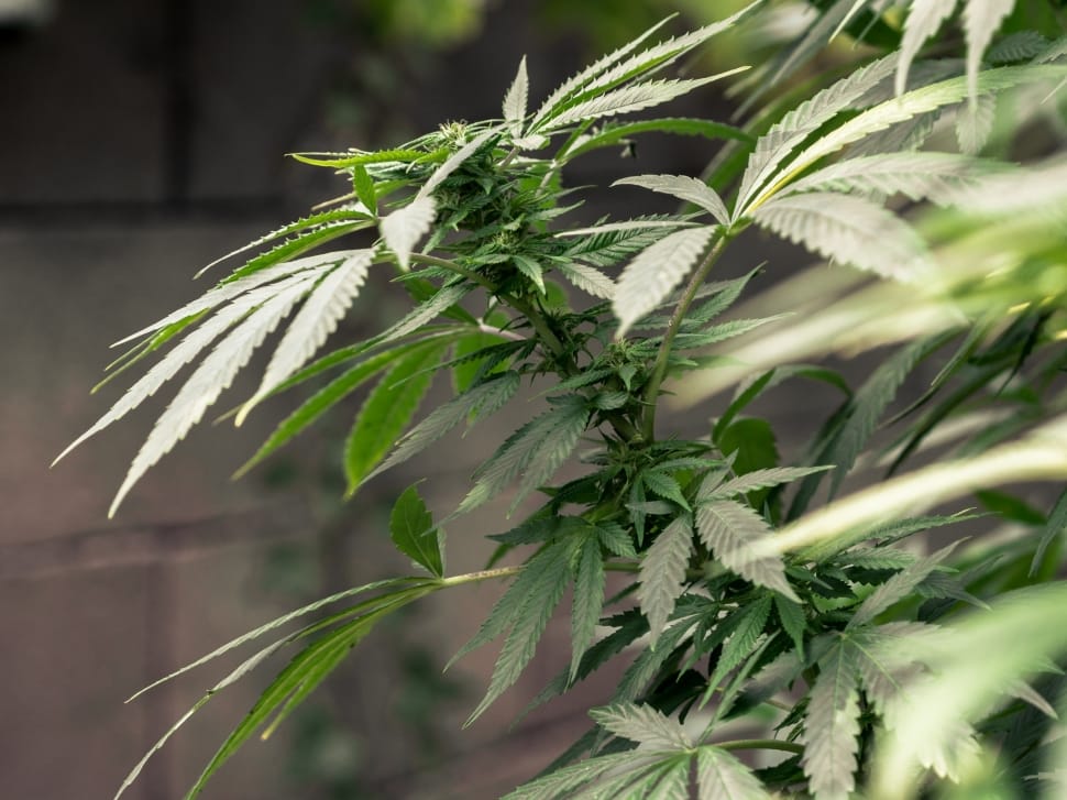 cannabis sativa plants preview