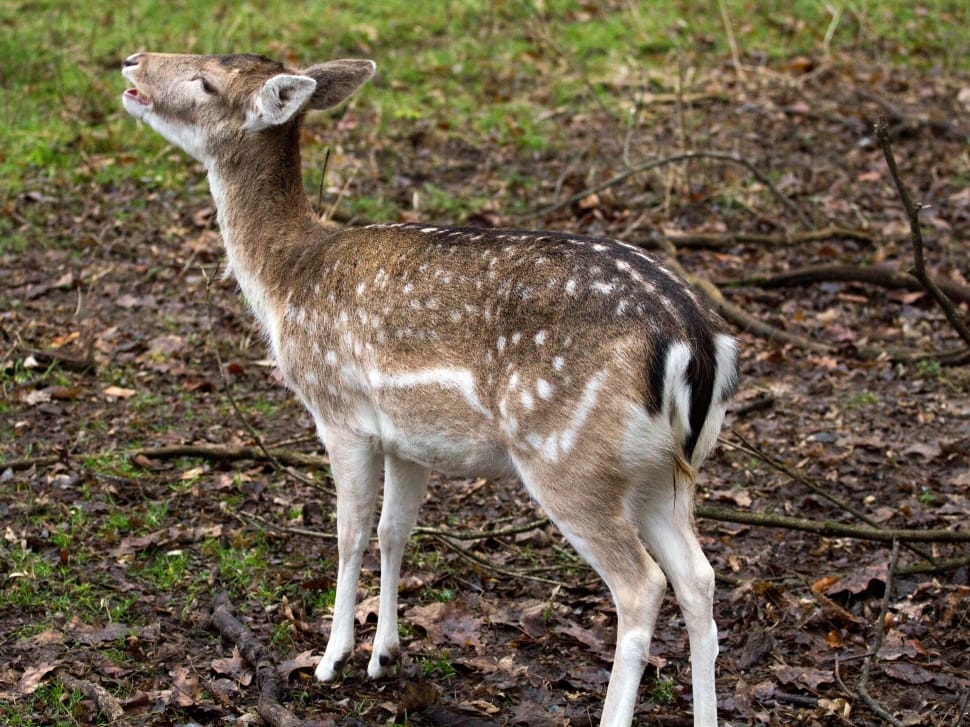 fawn deer in forest preview