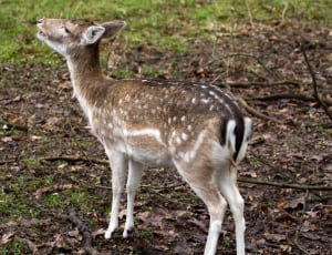 fawn deer in forest thumbnail
