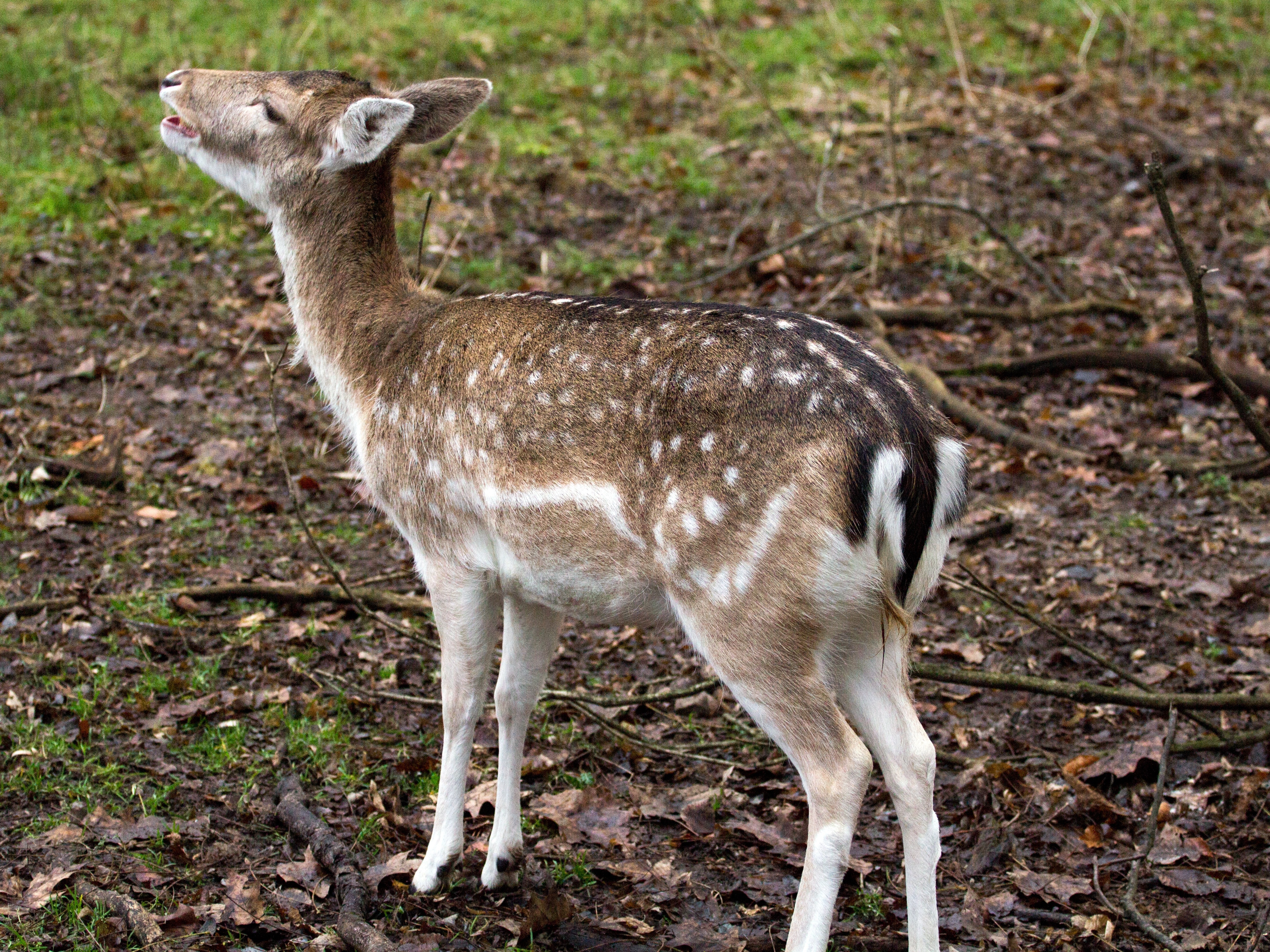 fawn deer in forest
