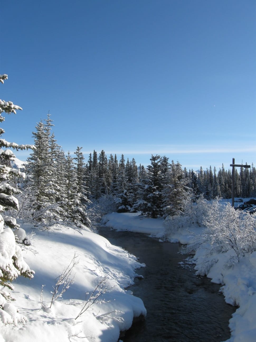 pine tree covered with snow near on river preview