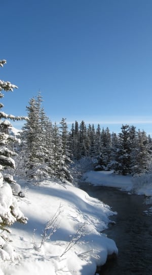 pine tree covered with snow near on river thumbnail
