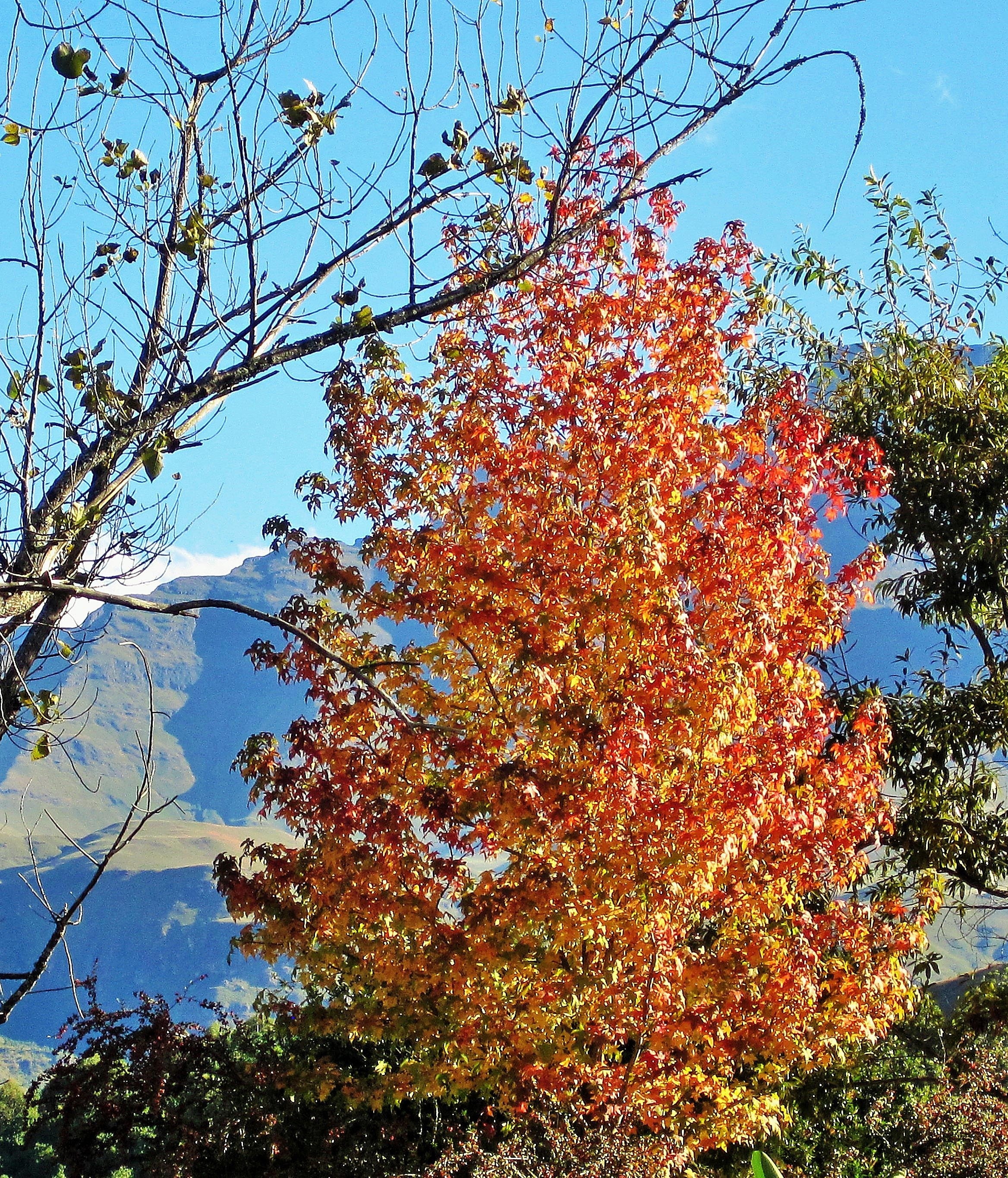 yellow and red tree