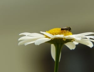 honey bee on white daisy thumbnail