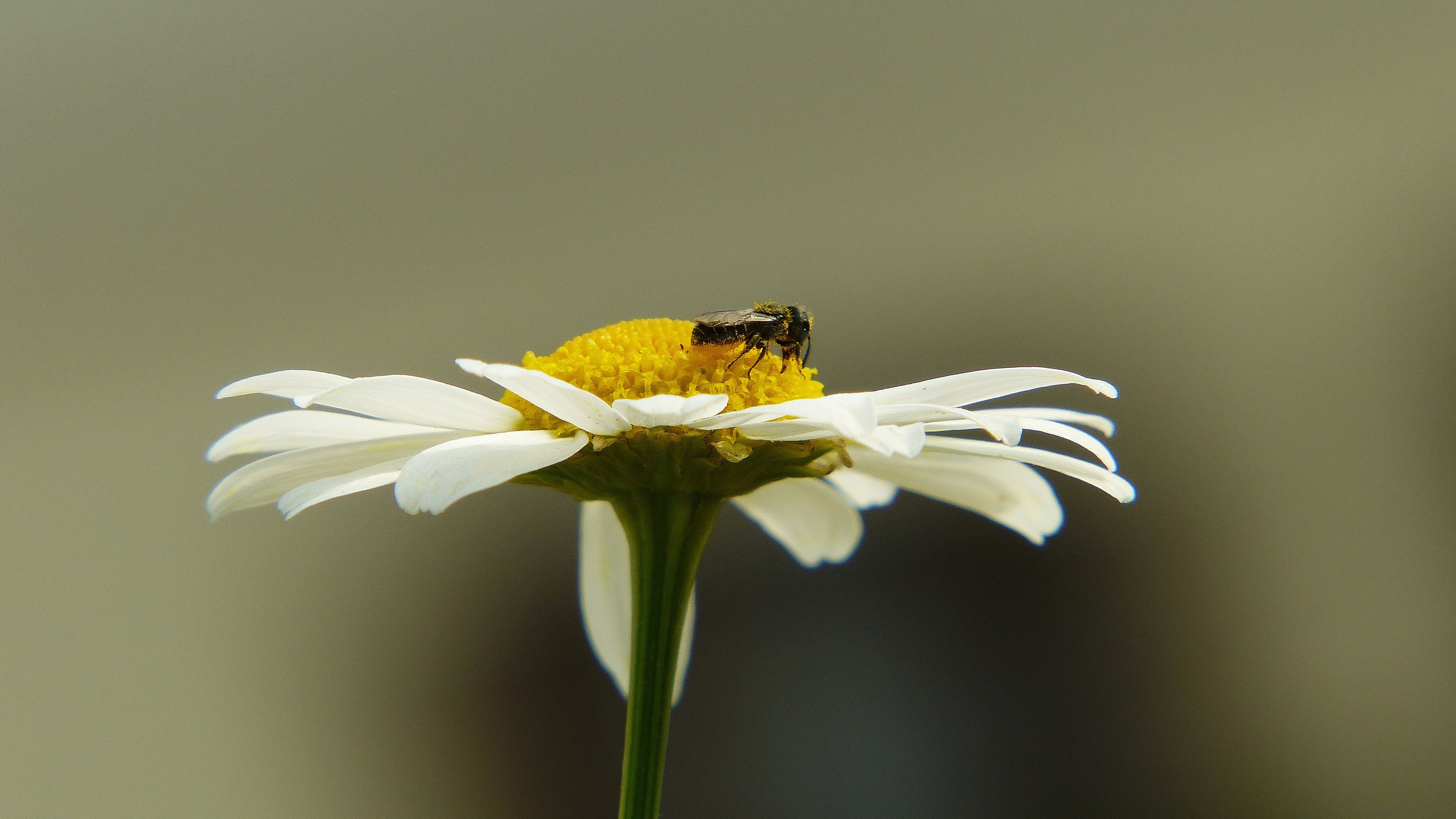honey bee on white daisy