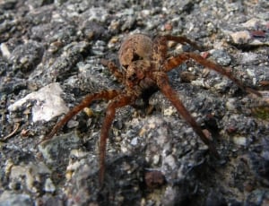 prowling spider thumbnail