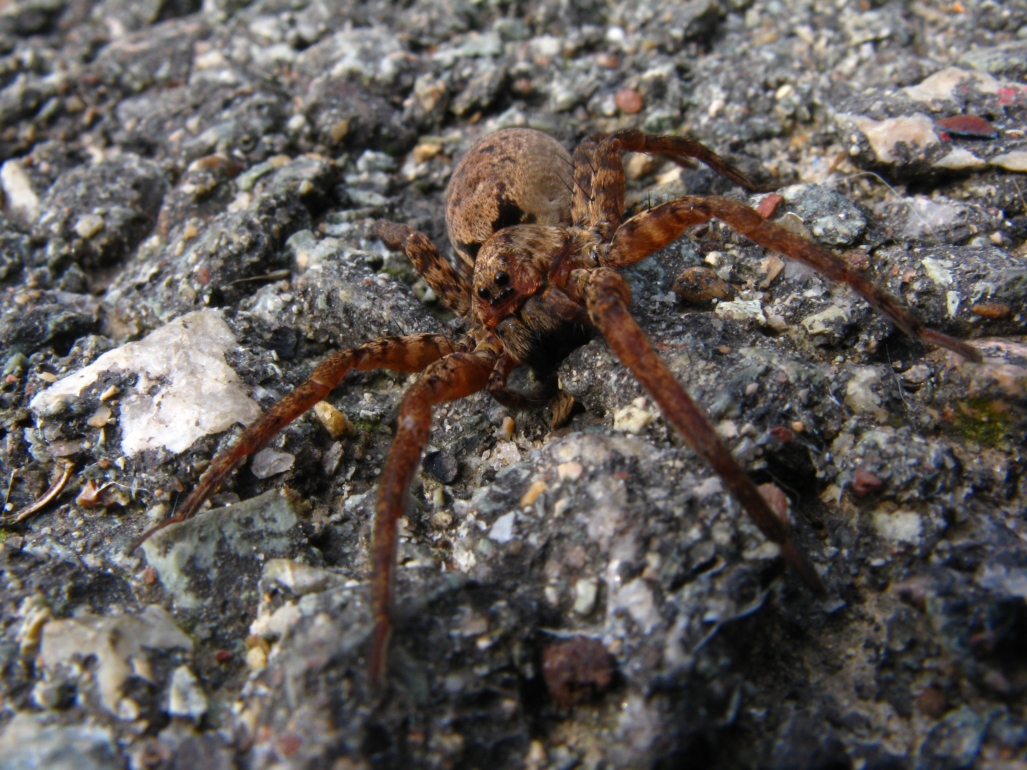 prowling spider