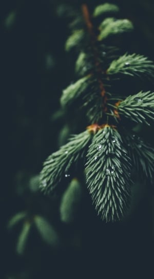 green pine tree micro lens photography thumbnail