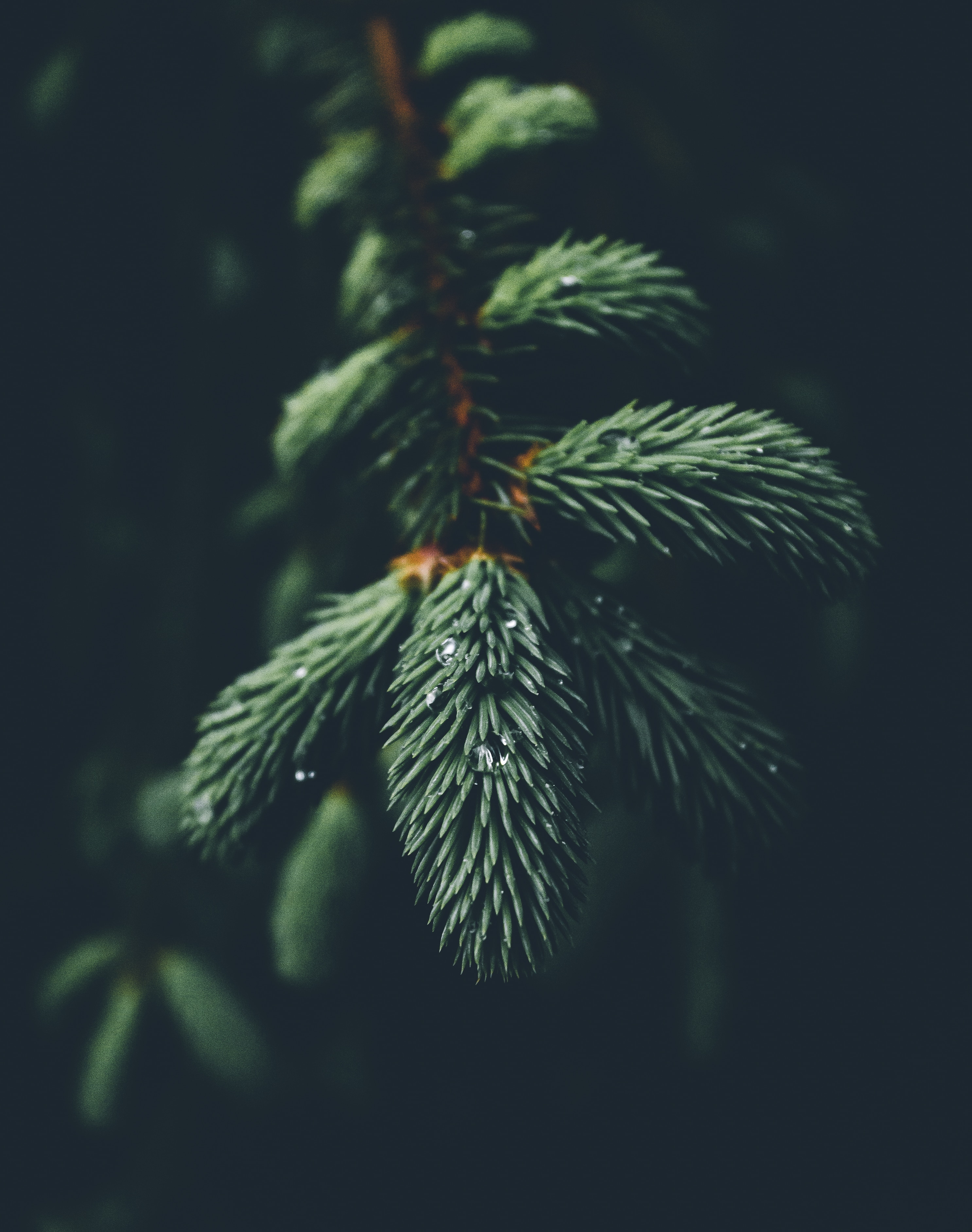green pine tree micro lens photography